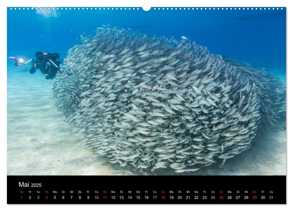 Tanz der Fische (CALVENDO Premium Wandkalender 2025)