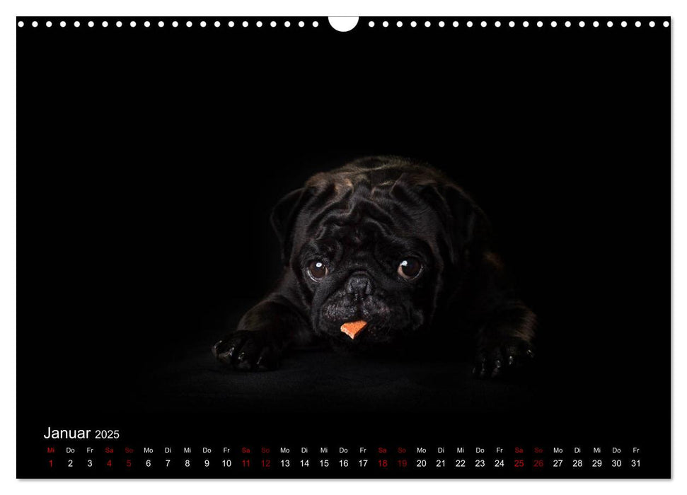 MÖPSE - tierische Momente im Fotostudio (CALVENDO Wandkalender 2025)