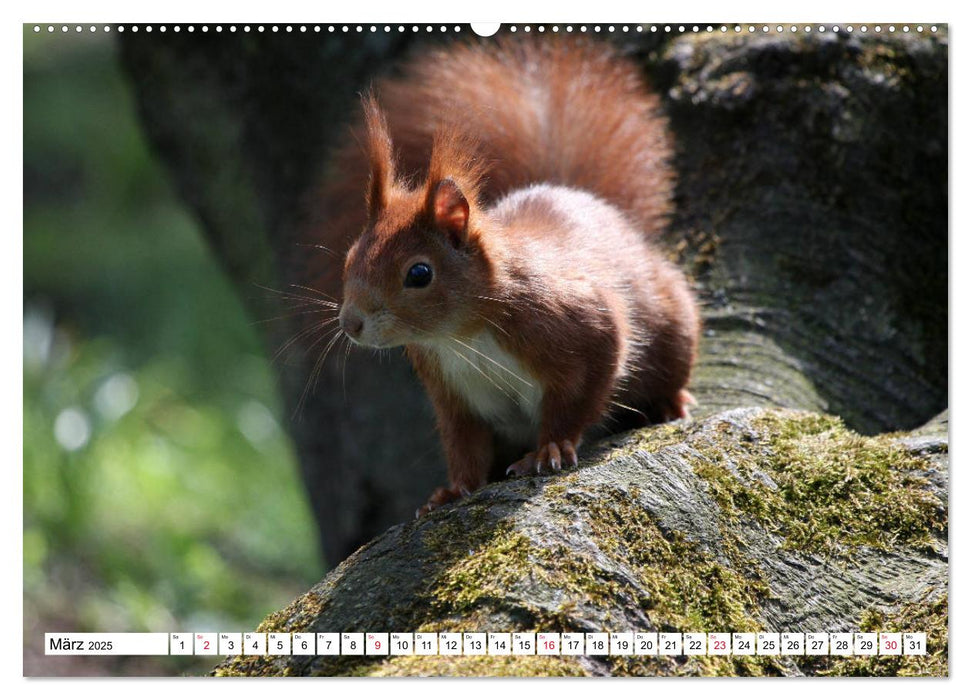 Putzige Nager (CALVENDO Wandkalender 2025)