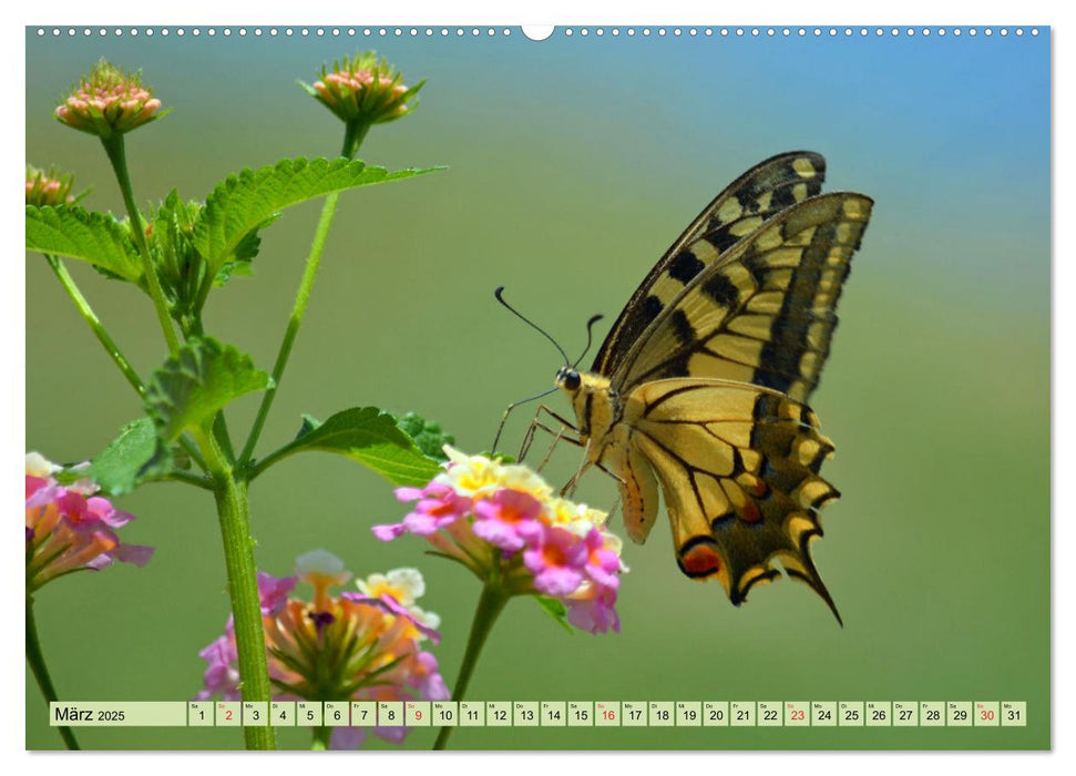 Farbenpracht der Insekten (CALVENDO Wandkalender 2025)
