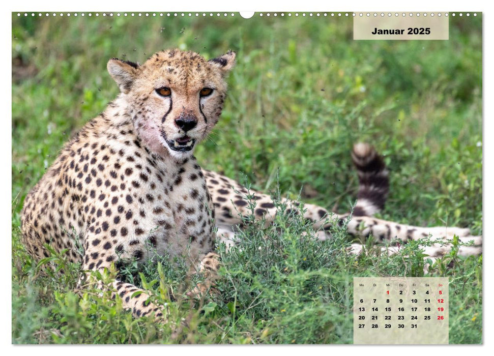 Raubkatzen - Löwe, Gepard, Leopard (CALVENDO Wandkalender 2025)
