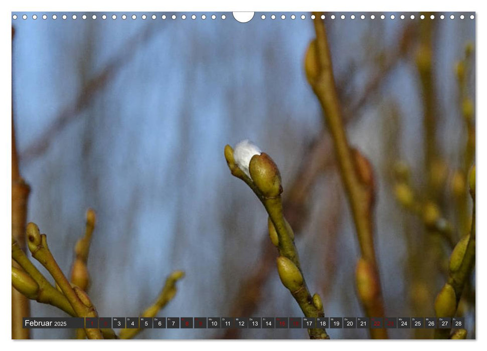 Weidenzauber (CALVENDO Wandkalender 2025)