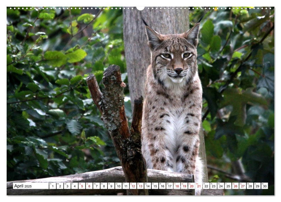 Familie Luchs - Die Jäger mit dem Pinselohr (CALVENDO Wandkalender 2025)