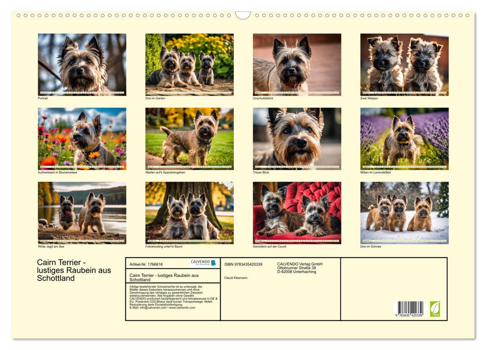 Cairn Terrier - lustiges Raubein aus Schottland (CALVENDO Wandkalender 2025)