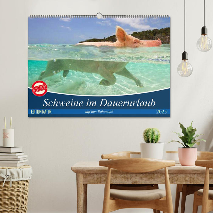 Schweine im Dauerurlaub auf den Bahamas! (CALVENDO Wandkalender 2025)