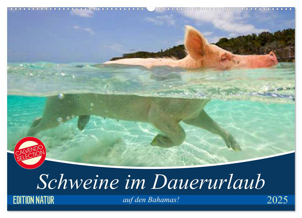 Schweine im Dauerurlaub auf den Bahamas! (CALVENDO Wandkalender 2025)