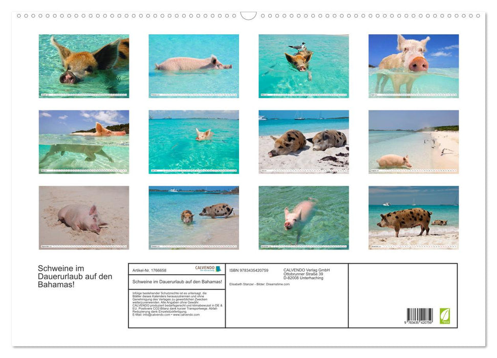 Schweine im Dauerurlaub auf den Bahamas! (CALVENDO Wandkalender 2025)