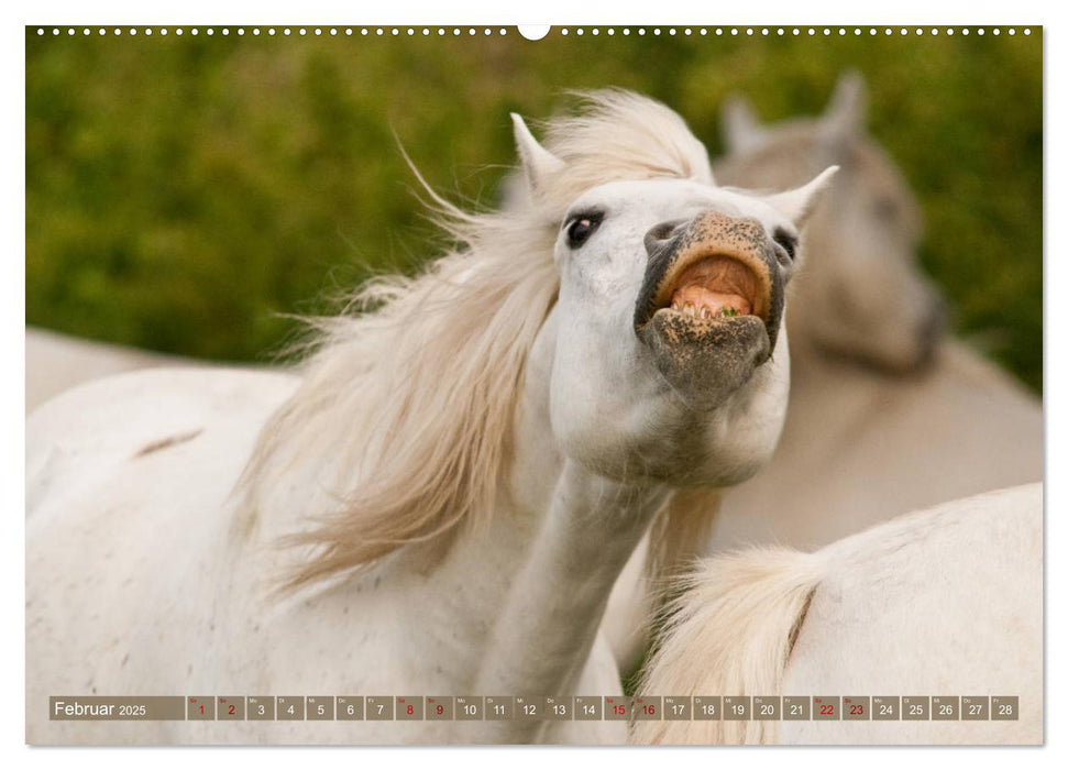Camargue-Pferde - Südfranzösische Schimmel (CALVENDO Wandkalender 2025)