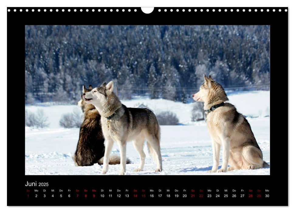 Huskys im Schnee (CALVENDO Wandkalender 2025)