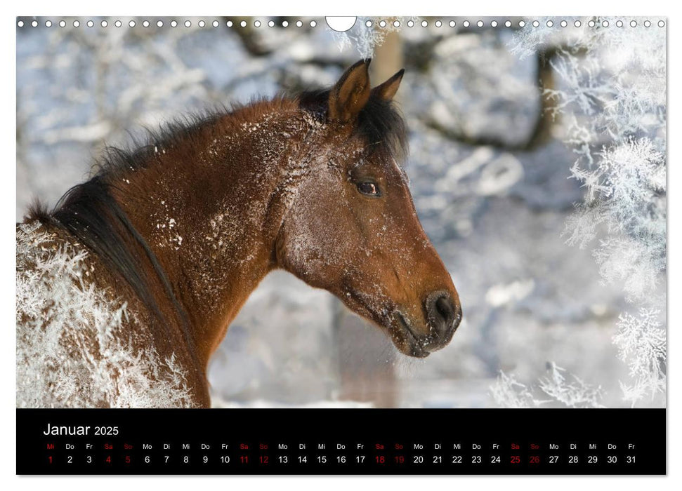 Vollblutaraber - Schönheit und Adel (CALVENDO Wandkalender 2025)