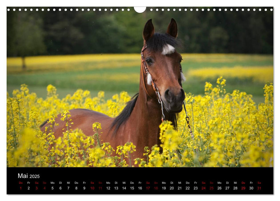 Vollblutaraber - Schönheit und Adel (CALVENDO Wandkalender 2025)