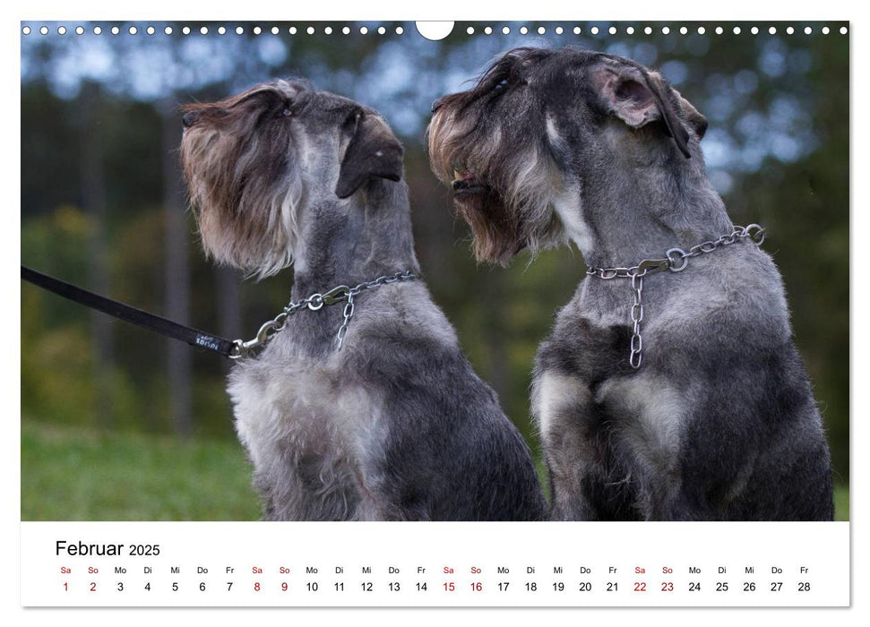 Schnauzer... von Zwergen und Riesen 2025 (CALVENDO Wandkalender 2025)