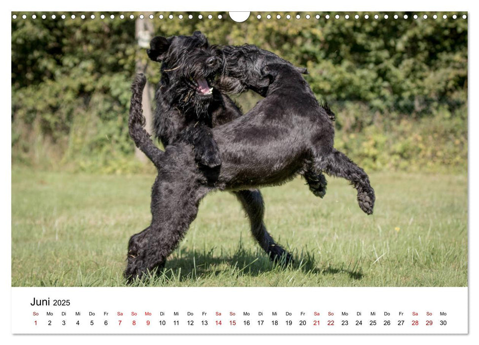 Schnauzer... von Zwergen und Riesen 2025 (CALVENDO Wandkalender 2025)