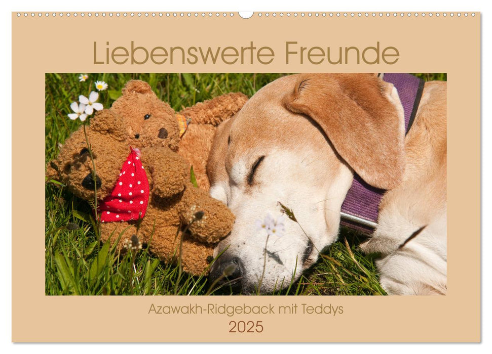 Liebenswerte Freunde - Azawakh-Ridgeback mit Teddys (CALVENDO Wandkalender 2025)