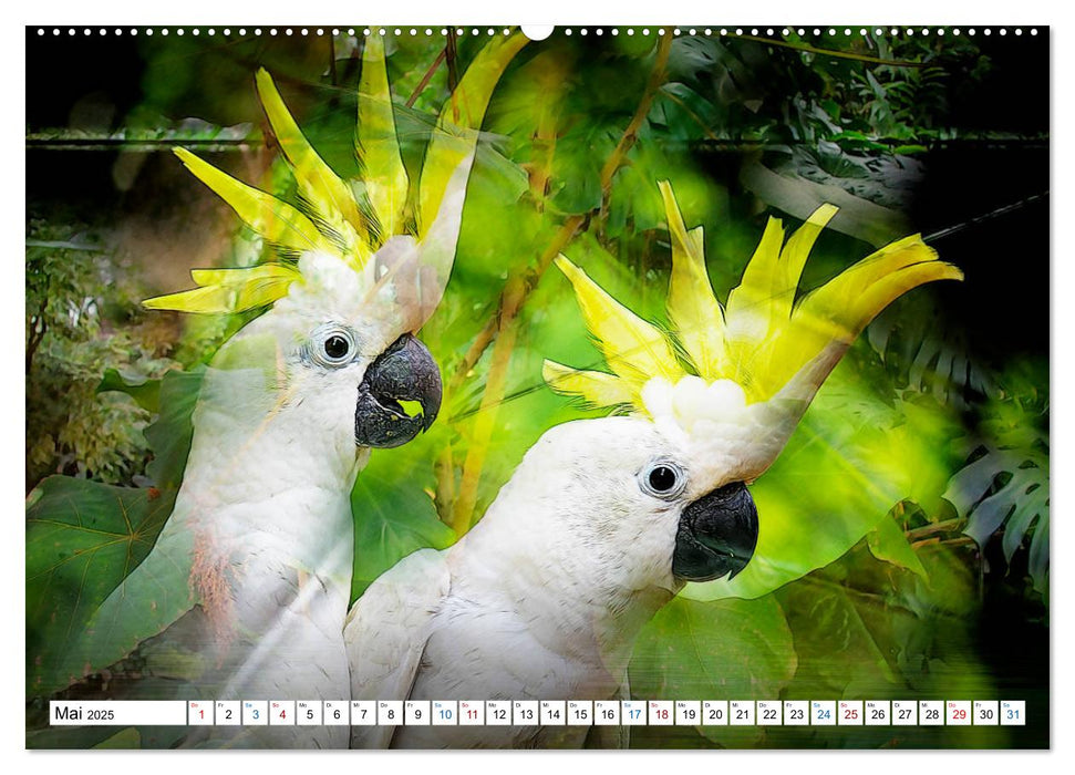 Tropenbewohner - farbenfrohe Vögel (CALVENDO Wandkalender 2025)