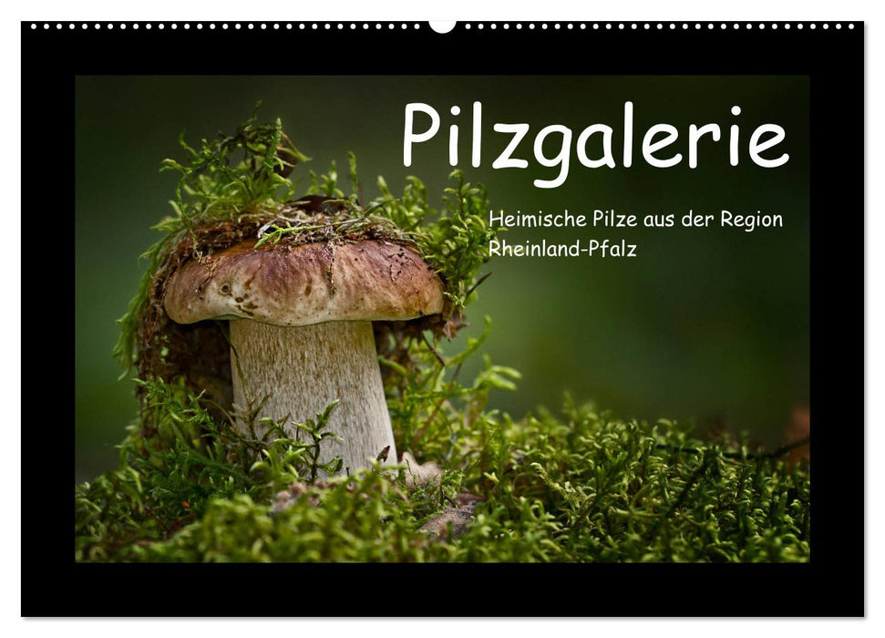 Pilzgalerie - Heimische Pilze aus der Region Rheinland-Pfalz (CALVENDO Wandkalender 2025)