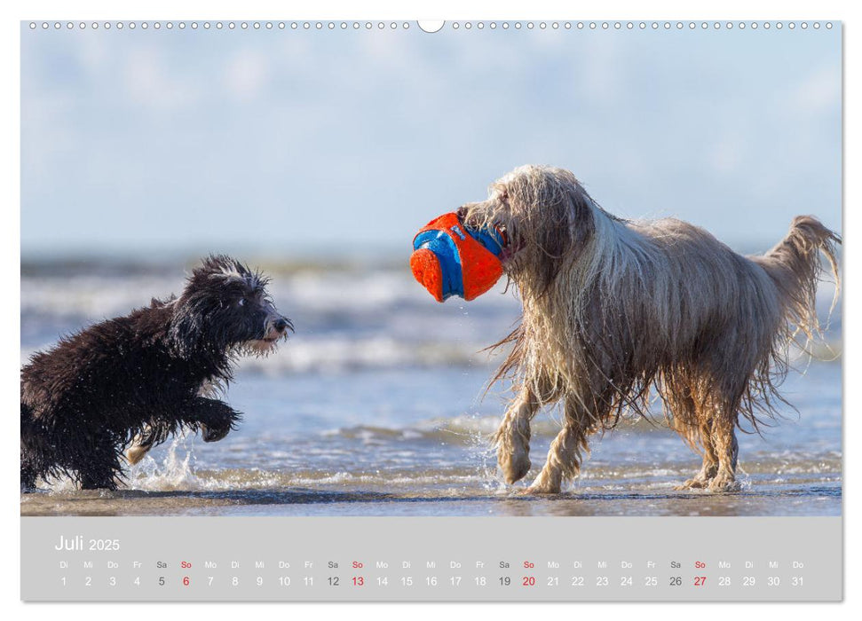 BEARDED COLLIES 2025 (CALVENDO Premium Wandkalender 2025)