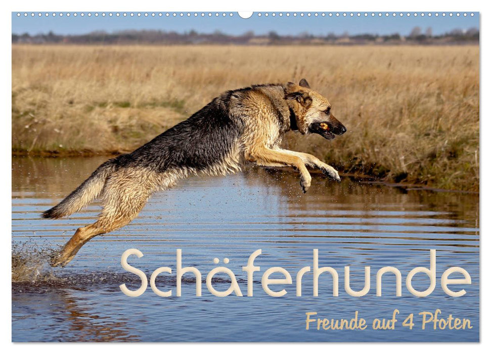 Schäferhunde - Freunde auf 4 Pfoten (CALVENDO Wandkalender 2025)