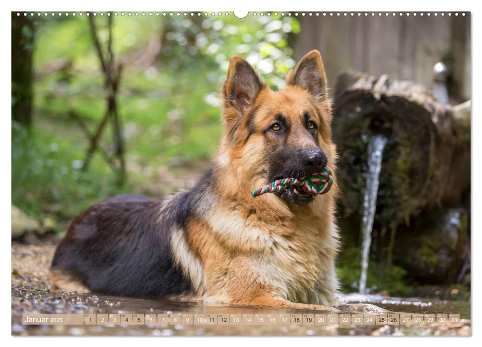 Schäferhunde - Freunde auf 4 Pfoten (CALVENDO Wandkalender 2025)