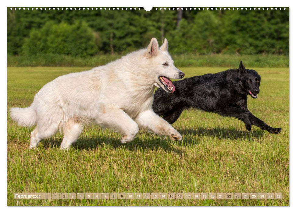 Schäferhunde - Freunde auf 4 Pfoten (CALVENDO Wandkalender 2025)