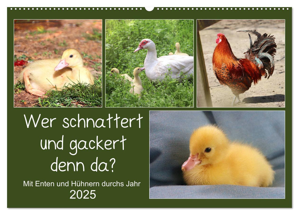 Wer gackert und schnattert denn da? Mit Enten und Hühnern durchs Jahr (CALVENDO Wandkalender 2025)