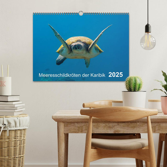 Meeresschildkröten der Karibik (CALVENDO Wandkalender 2025)