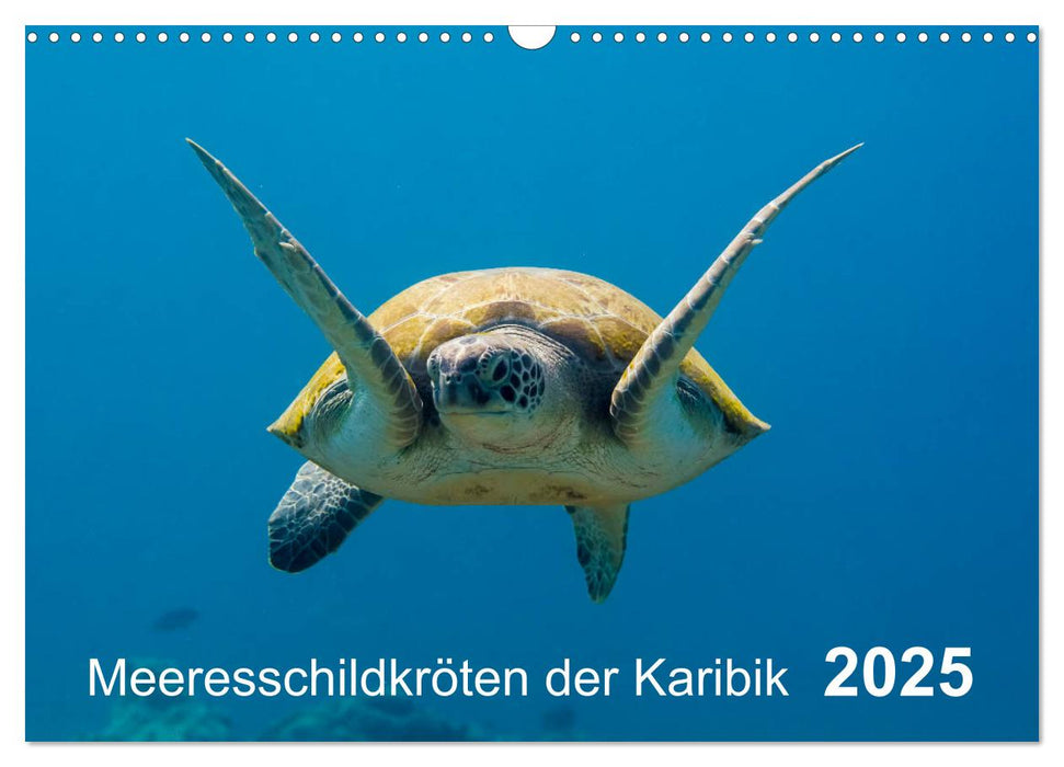 Meeresschildkröten der Karibik (CALVENDO Wandkalender 2025)