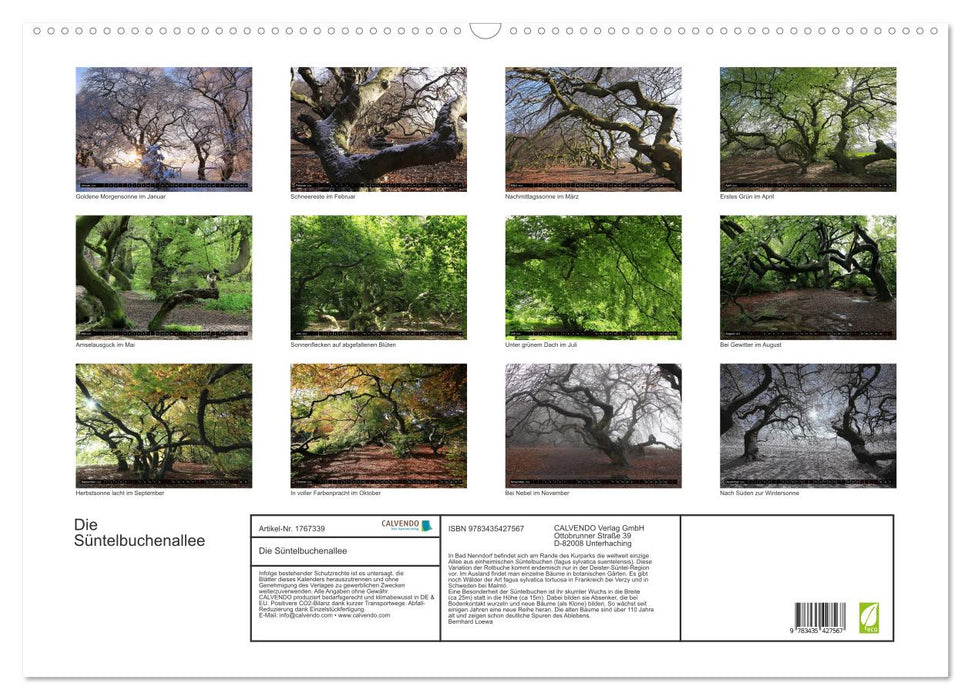 Die Süntelbuchenallee (CALVENDO Wandkalender 2025)