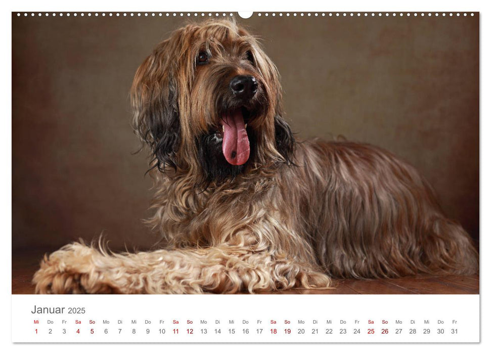 Treue Gefährten - Hundeportraits (CALVENDO Wandkalender 2025)