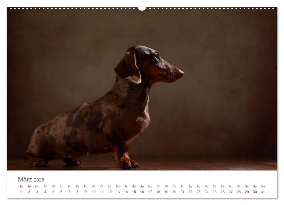Treue Gefährten - Hundeportraits (CALVENDO Wandkalender 2025)