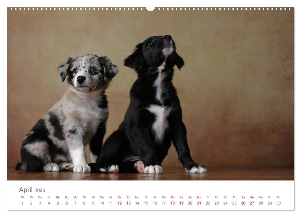 Treue Gefährten - Hundeportraits (CALVENDO Wandkalender 2025)