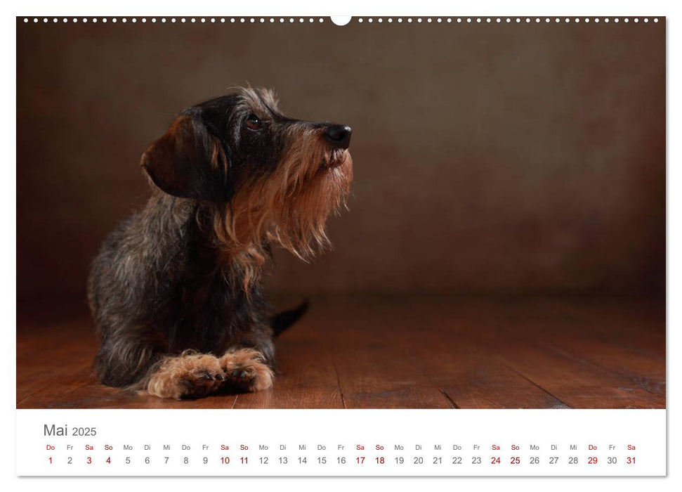 Treue Gefährten - Hundeportraits (CALVENDO Wandkalender 2025)