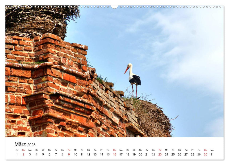 Elchniederung - Naturparadies in Ostpreußen (CALVENDO Wandkalender 2025)