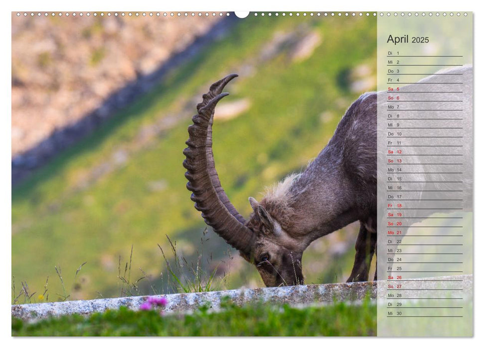 Bergkönige - Steinböcke im Blickpunkt der Naturforografie (CALVENDO Wandkalender 2025)