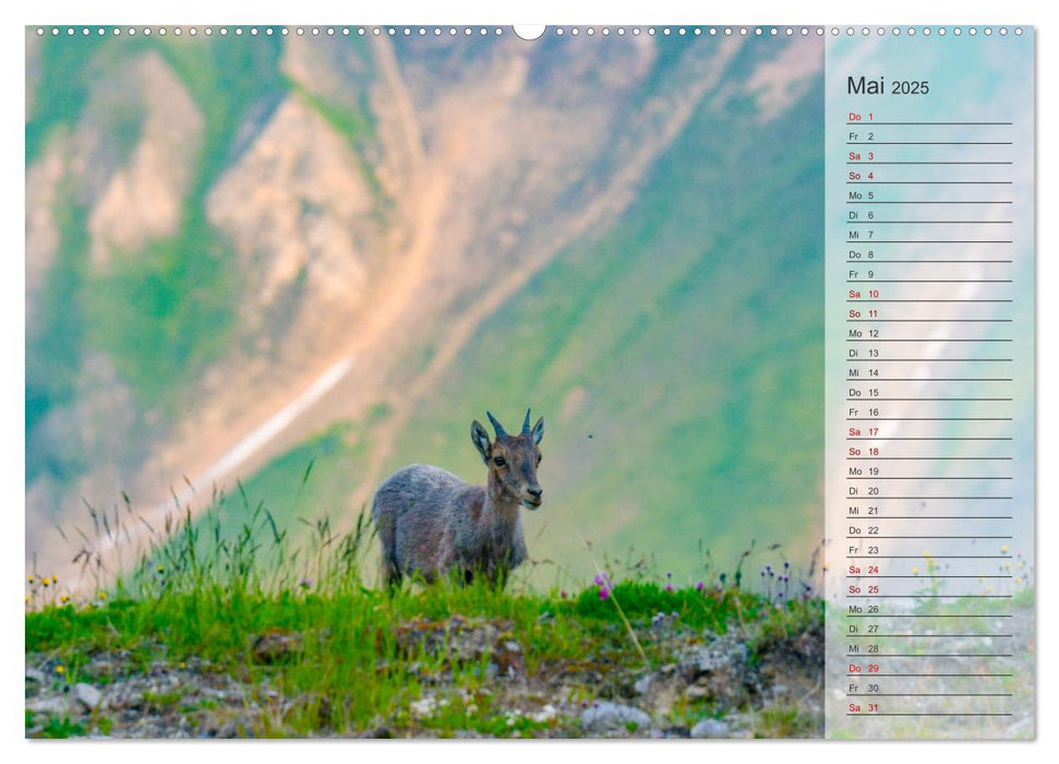 Bergkönige - Steinböcke im Blickpunkt der Naturforografie (CALVENDO Wandkalender 2025)