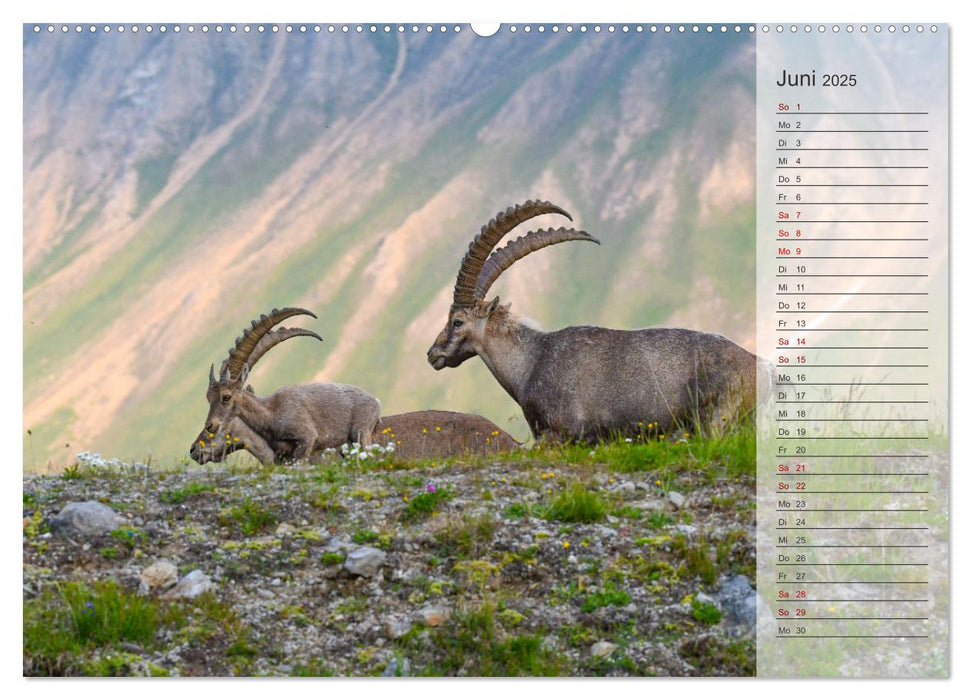 Bergkönige - Steinböcke im Blickpunkt der Naturforografie (CALVENDO Wandkalender 2025)