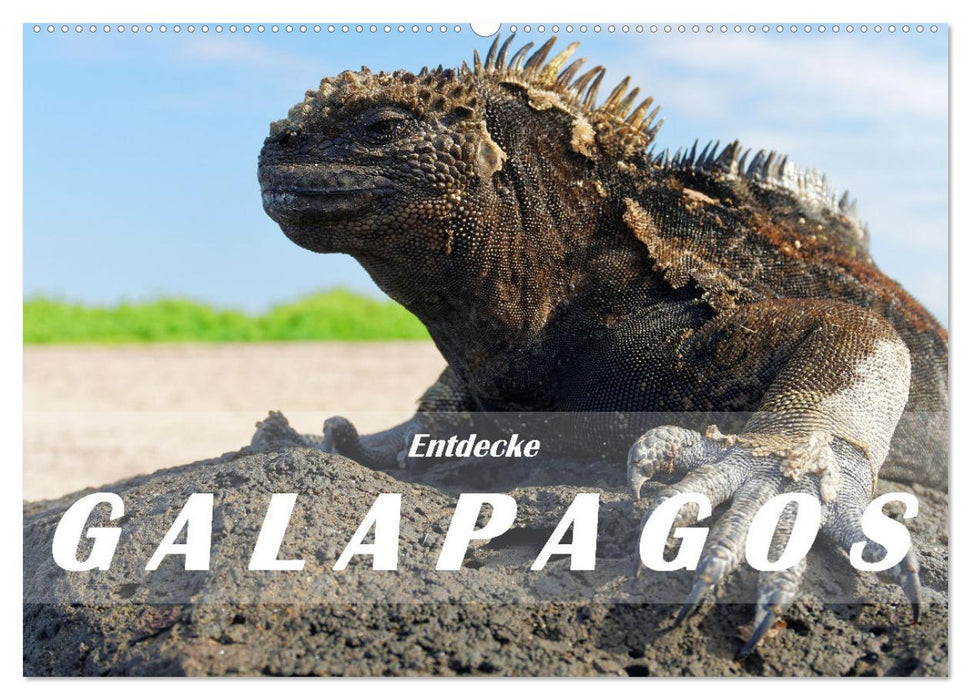 Entdecke Galapagos (CALVENDO Wandkalender 2025)