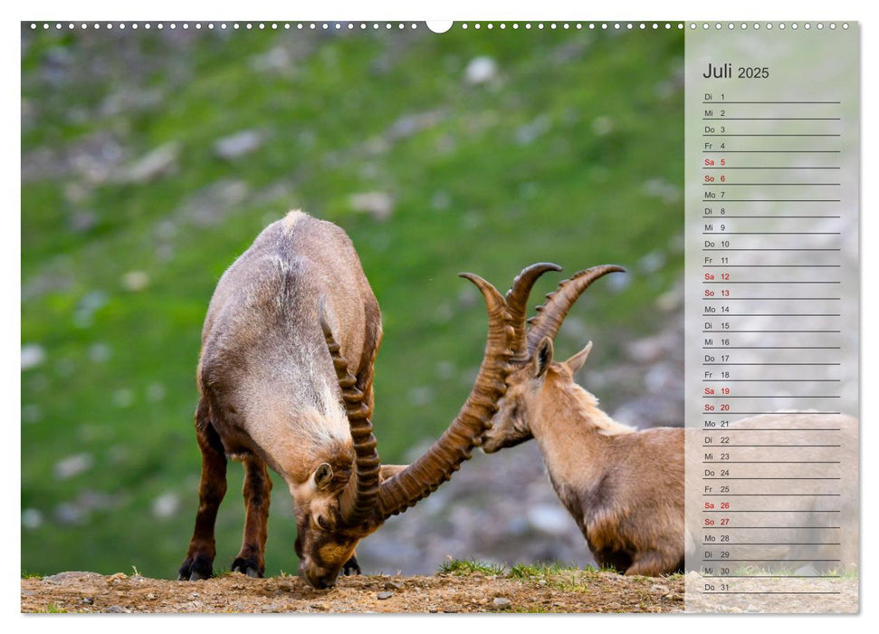 Bergkönige - Steinböcke im Blickpunkt der Naturforografie (CALVENDO Premium Wandkalender 2025)