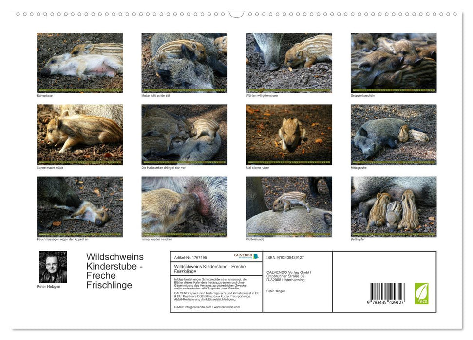 Wildschweins Kinderstube - Freche Frischlinge (CALVENDO Premium Wandkalender 2025)