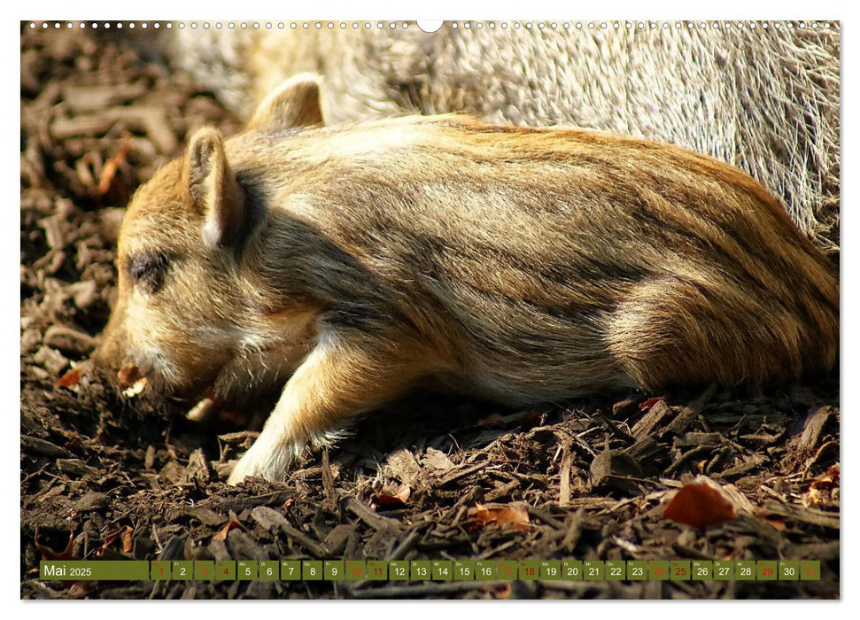 Wildschweins Kinderstube - Freche Frischlinge (CALVENDO Premium Wandkalender 2025)