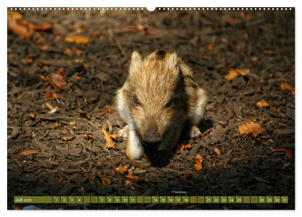 Wildschweins Kinderstube - Freche Frischlinge (CALVENDO Premium Wandkalender 2025)