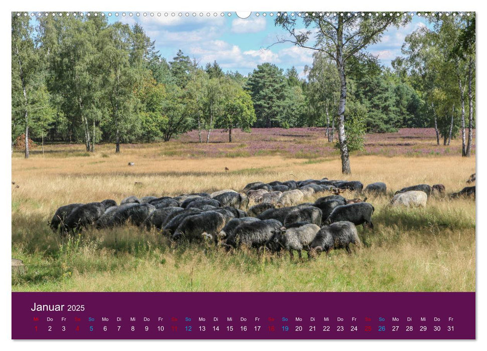 Die Heide blüht (CALVENDO Premium Wandkalender 2025)