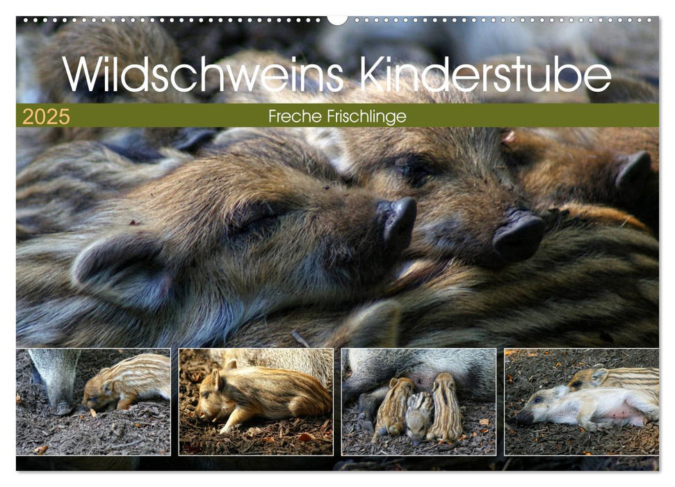 Wildschweins Kinderstube - Freche Frischlinge (CALVENDO Wandkalender 2025)