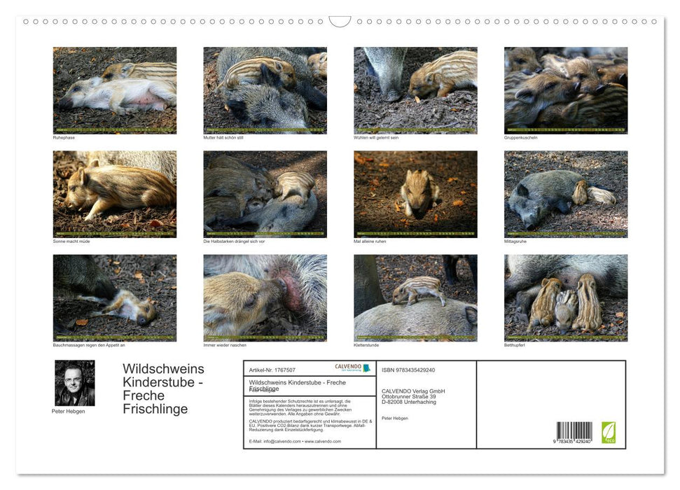 Wildschweins Kinderstube - Freche Frischlinge (CALVENDO Wandkalender 2025)