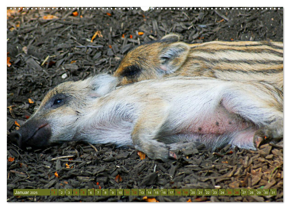 Wildschweins Kinderstube - Freche Frischlinge (CALVENDO Wandkalender 2025)