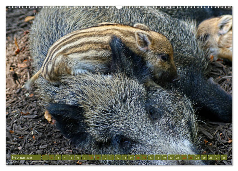 Wildschweins Kinderstube - Freche Frischlinge (CALVENDO Wandkalender 2025)