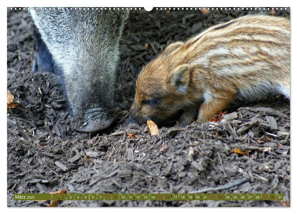 Wildschweins Kinderstube - Freche Frischlinge (CALVENDO Wandkalender 2025)