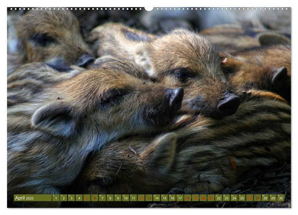 Wildschweins Kinderstube - Freche Frischlinge (CALVENDO Wandkalender 2025)