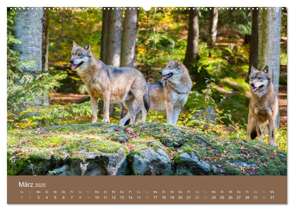 DER WOLF - faszinierend und gefährlich (CALVENDO Premium Wandkalender 2025)