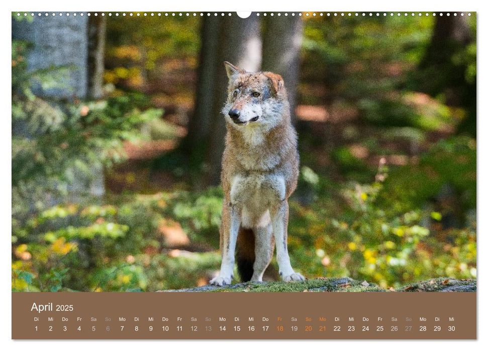 DER WOLF - faszinierend und gefährlich (CALVENDO Premium Wandkalender 2025)